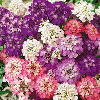 Candytuft- Umbellata Mixed