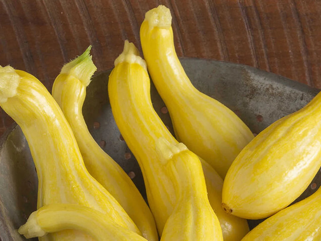 Slick Pik? YS 26 – Yellow Summer Squash Seed