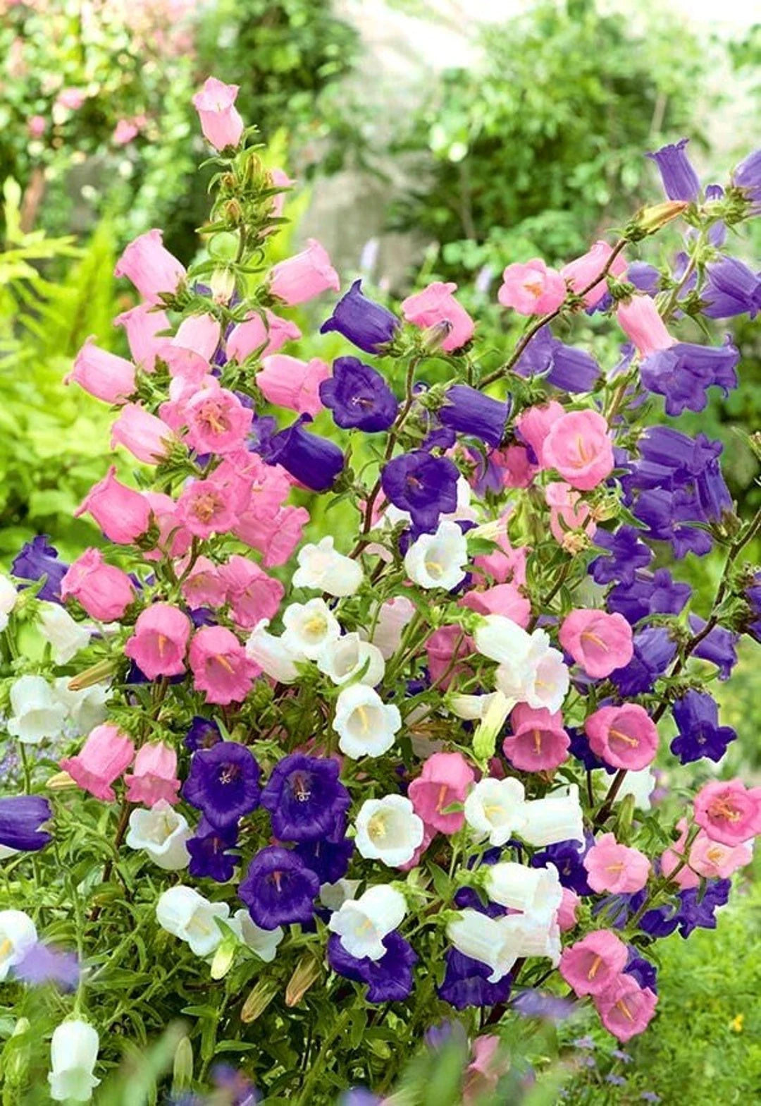 Canterbury Bells- Cup and Saucer Mix