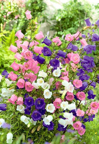 Canterbury Bells- Cup and Saucer Mix