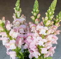 Costa Silver – Snapdragon Seed