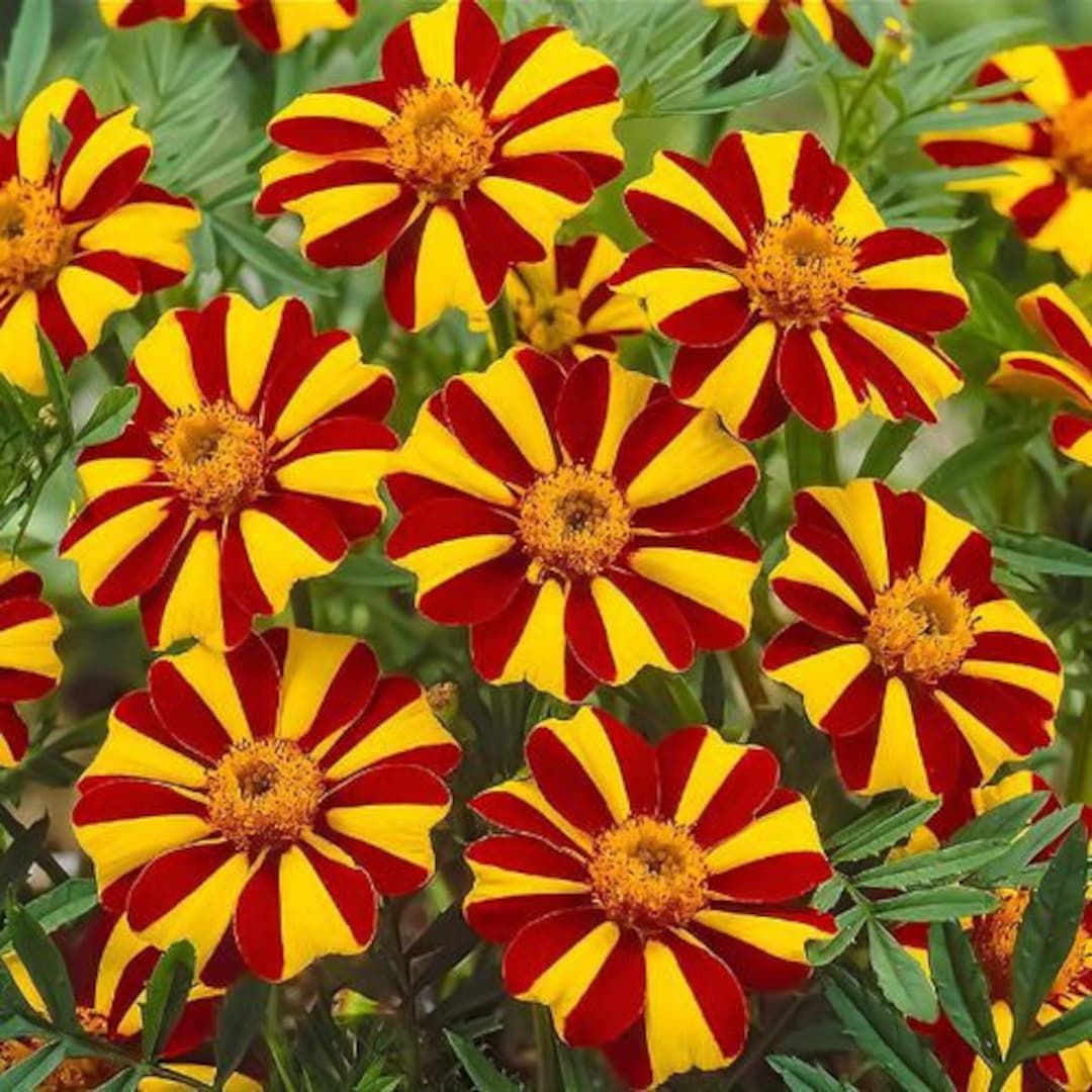 Heirloom Non-GMO Marigold Jester Flower Seeds for Planting – Striking Bicolor Garden Blooms - Non-GMO for planting in home garden