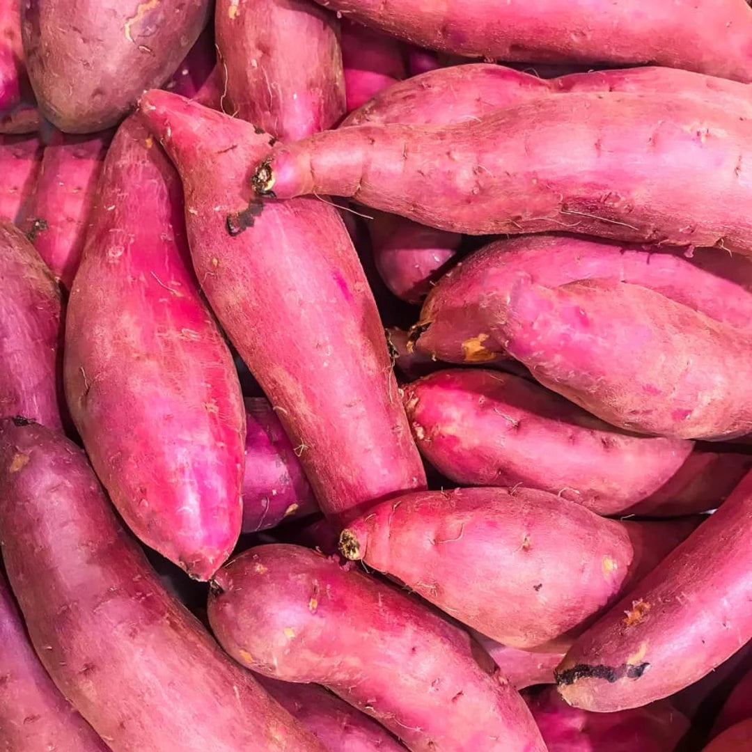 Murasaki – Organic Sweet Potato Seeds