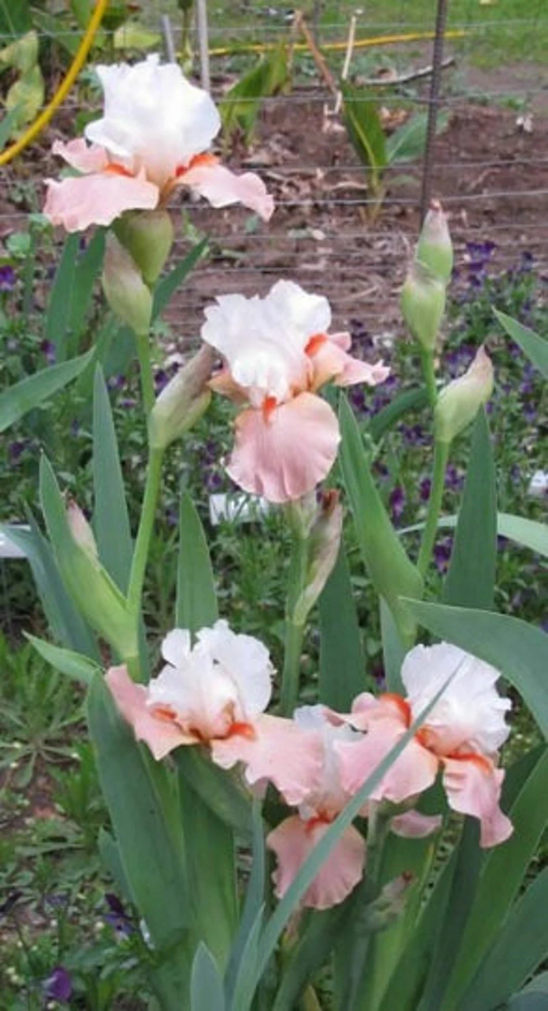 Struck Twice Reblooming Bearded Iris