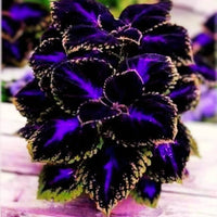 Violet Coleus Plant Seeds – Heirloom, Non-GMO, Perfect for Garden Planting - Coleus for planting in home garden