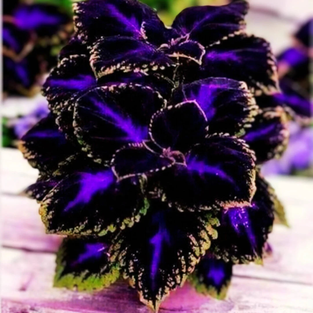 Violet Coleus Plant Seeds – Heirloom, Non-GMO, Perfect for Garden Planting - Coleus for planting in home garden