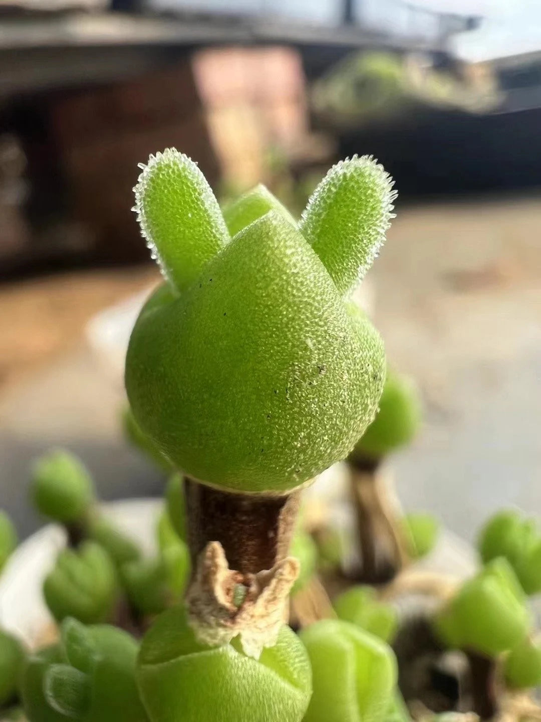 Dicrocaulon Ramulosum Flower Seeds, Heirloom, Non-GMO Seeds for Planting - Ramulosum for planting in home garden