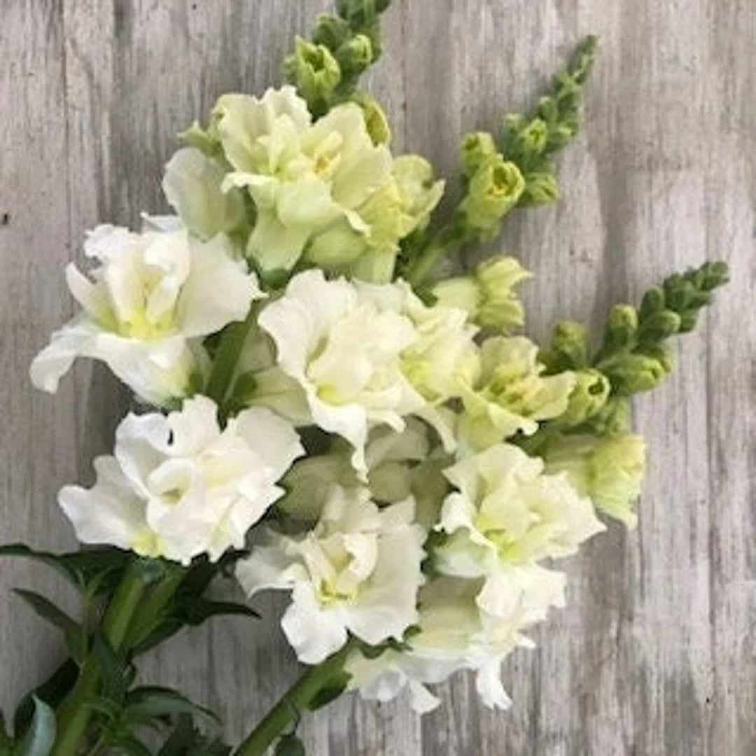 Madame Butterfly Ivory – Snapdragon Seed