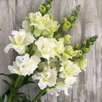 Madame Butterfly Ivory – Snapdragon Seed