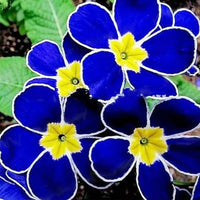 Heirloom Non-GMO Blue Evening Primrose Flower Seeds for Planting – Fragrant Garden Blooms