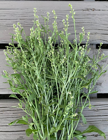 Persian Cress – Organic Cress Seed