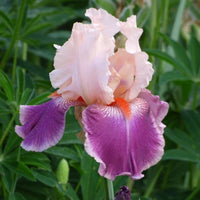 Cherry Blossom Song Bearded Iris Seeds