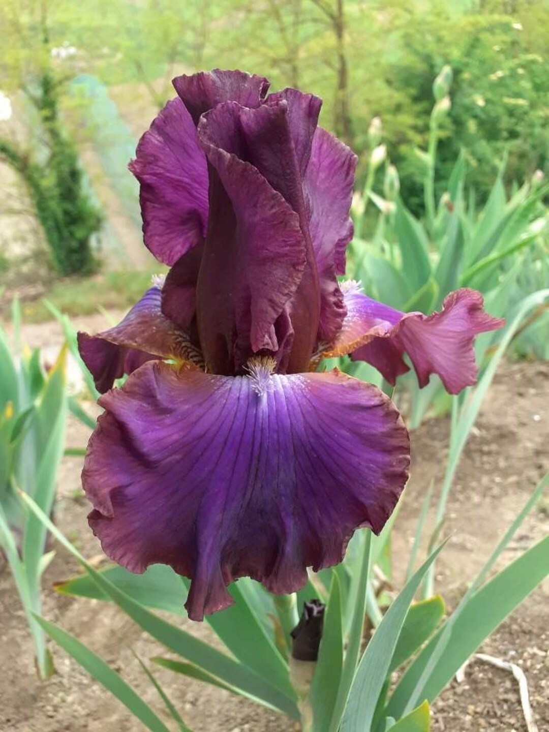 Cantina Reblooming Bearded Iris