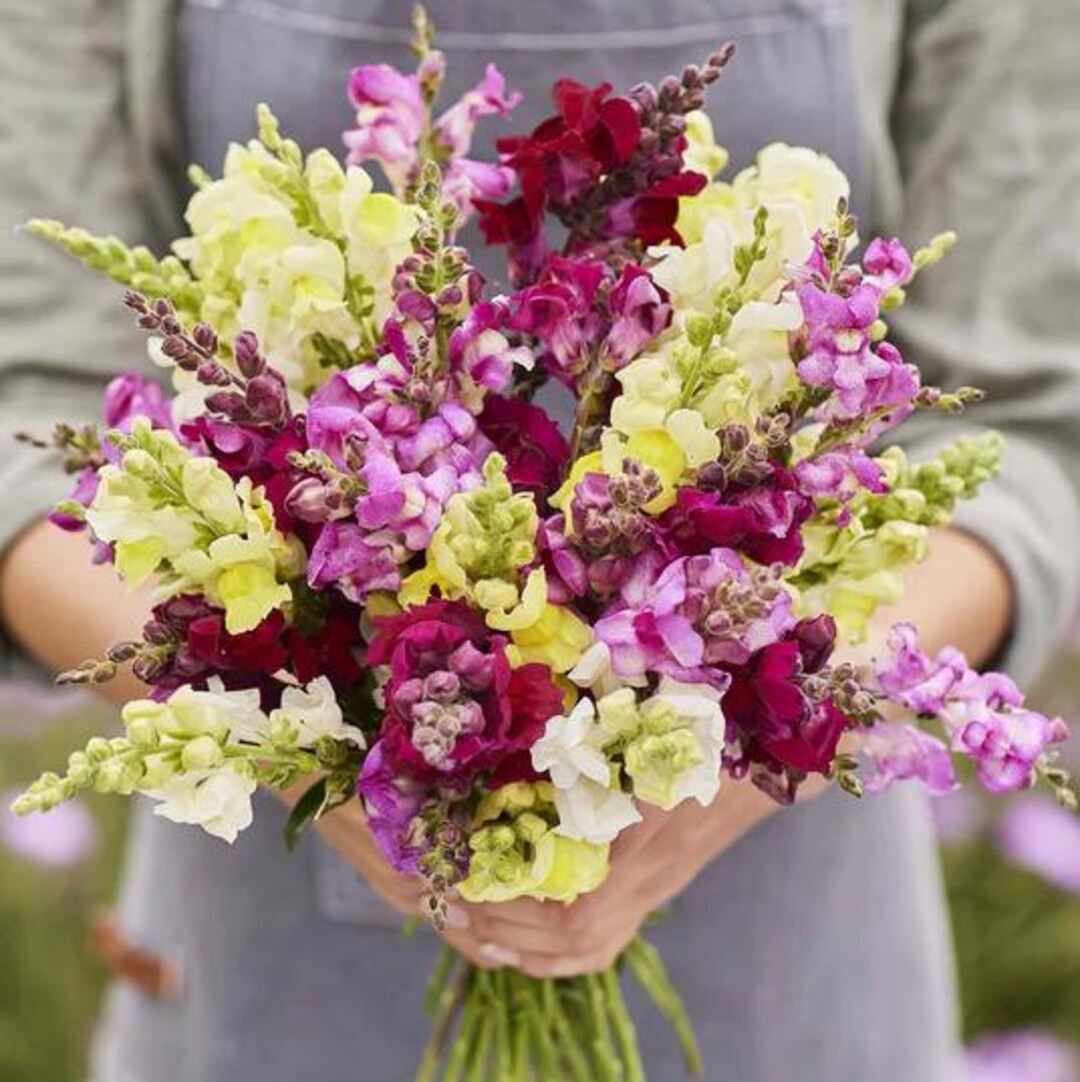 Rainbow Snapdragons Seeds
