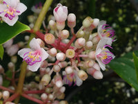 Heirloom Non-GMO Malaysian Orchid Flower Seeds – Exotic Tropical Blooms