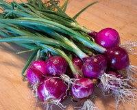 Purplette – Organic Onion Seed