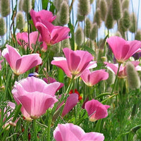 Californian Poppy- Purple Gleam