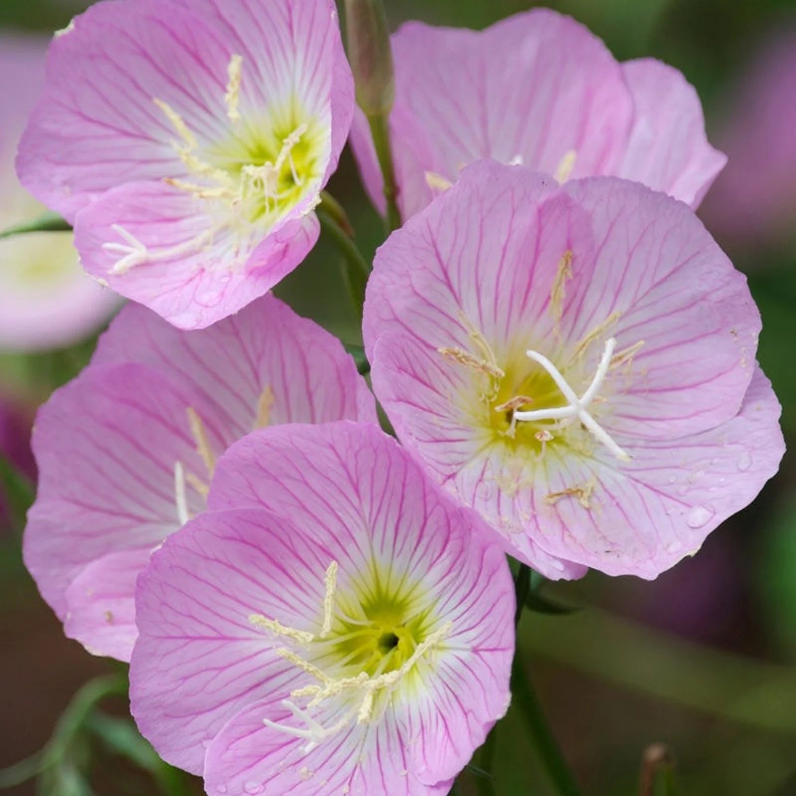 Oenothera speciosa (Mexican or Showy Evening Primrose)Flower Seeds-Heirloom,Non GMO Planting - 100 for planting in home garden