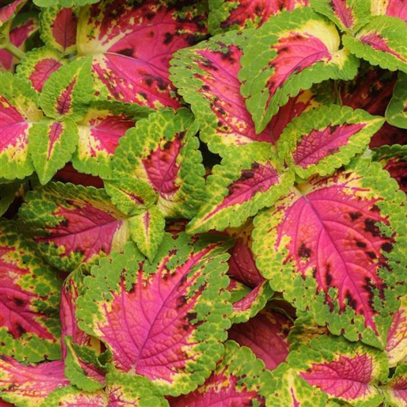 Coleus Sun Premium Watermelon Pelleted flower seeds for planting - heirloom seeds - Sun for planting in home garden