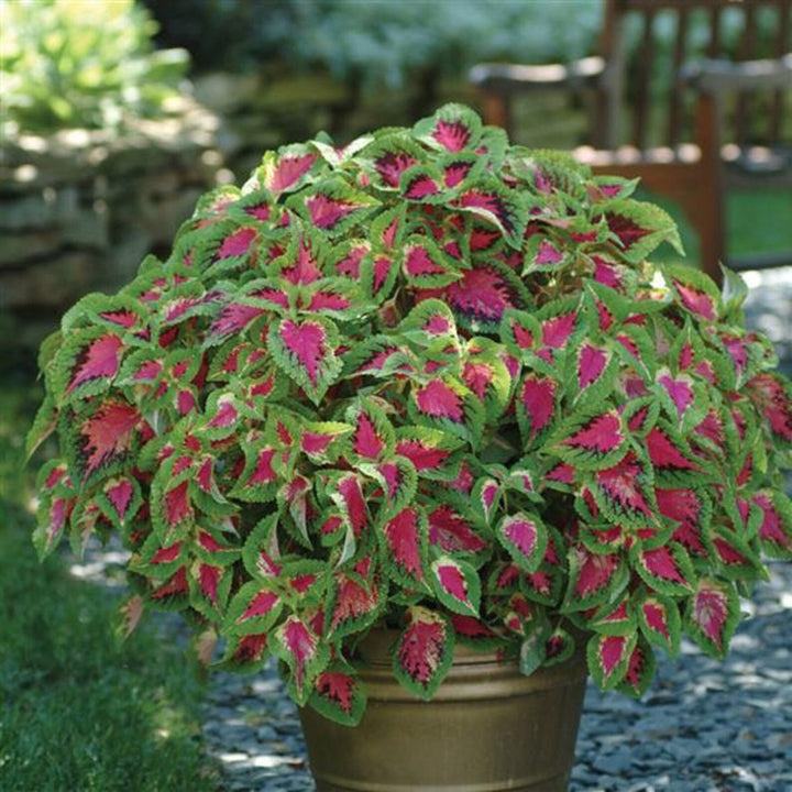 Coleus Sun Premium Watermelon Pelleted flower seeds for planting - heirloom seeds