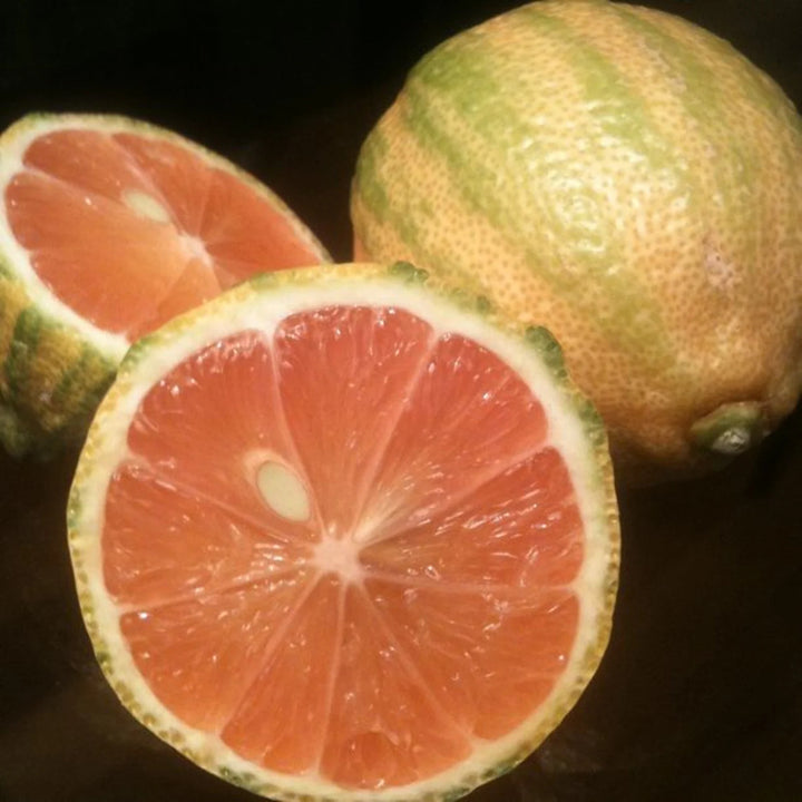 Pink Eureka Lemon variegated Fruit Seeds for Planting Refreshing and Zesty Citrus Fruits 100 pcs