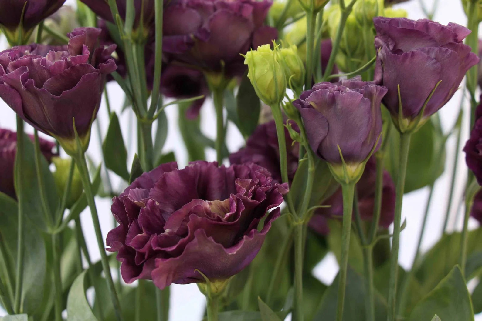 Lisianthus Roseanne Black Pearl Seeds for Planting - Heirloom, NON-GMO Flower Seeds - Rare & Elegant Blooms - Roseanne for planting in home garden