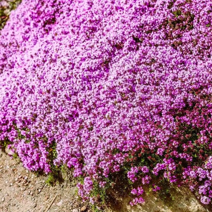 Heirloom Non-GMO Pink Creeping Thyme Plant Seeds – Fragrant Ground Cover for Garden