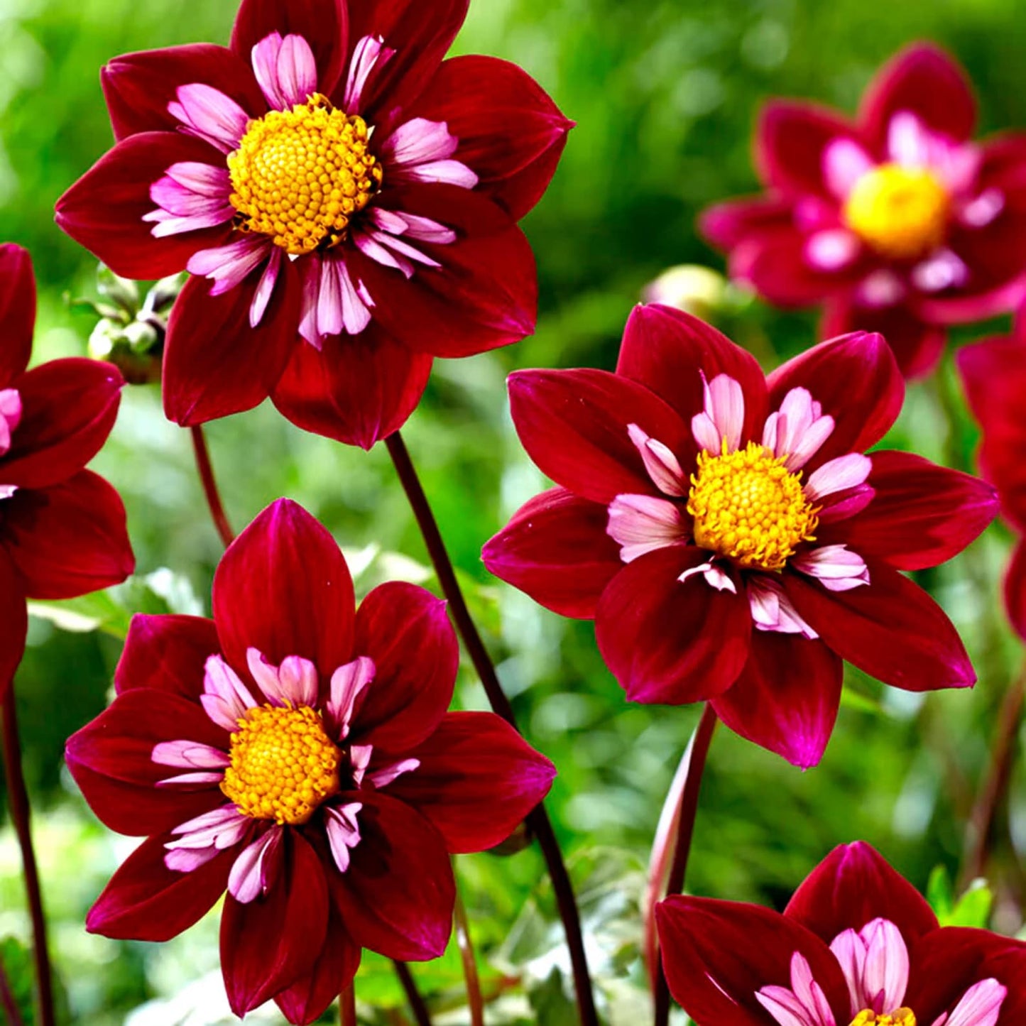 Butterfly (Butterfly scientific name) for planting in garden