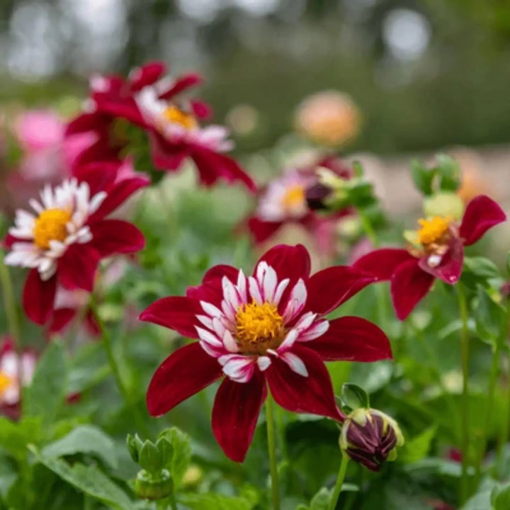 Night Butterfly Dahlia Perennial Flower Seeds for Planting - Heirloom and Non-GMO Garden Seeds