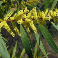 Raspberry Jam Wattle