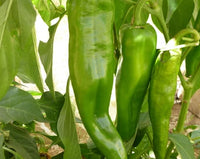 Numex Joe E Parker – Organic Anaheim Pepper Seed