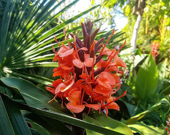 Red Ginger Lily Seeds (Hedychium rubrum) Flower Seeds for planting – Heirloom Non-GMO Garden Seeds