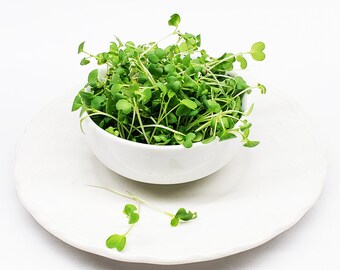 Kale, Bright Green Curly – Microgreen Seed