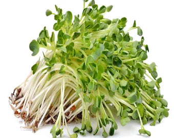 Sprouting Mix – Organic Sprouting Seeds