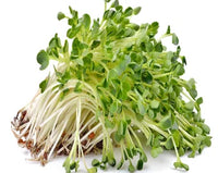 Sprouting Mix – Organic Sprouting Seeds