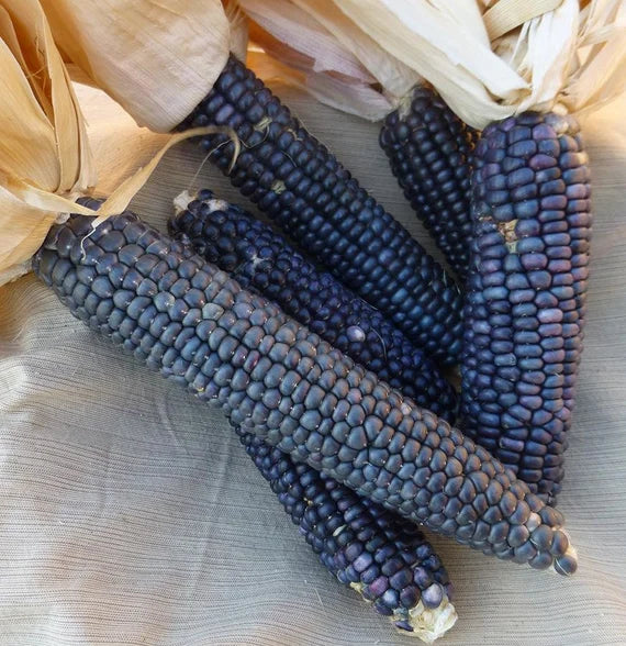 Jerry Petersen Blue – Organic Corn Seed