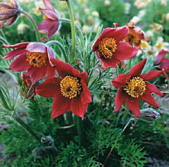 Red Pasque Flower