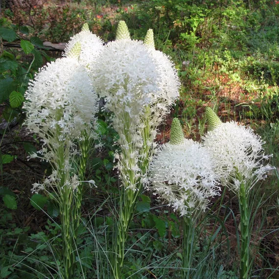 Bear Grass (Xerophyllum Tenax) Flower Seeds – Heirloom Non-GMO Seeds for Wildflower and Woodland Garden Planting