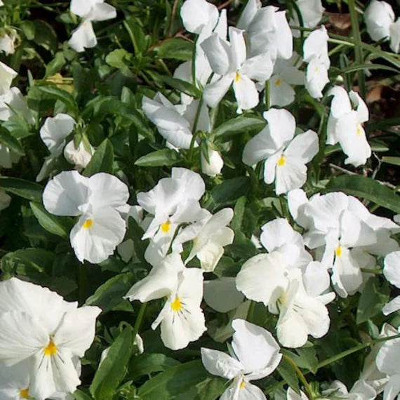 Heirloom Non-GMO Pansy Flower Seeds for Planting – Colorful Cool-Season Blooms - Non-GMO for planting in home garden