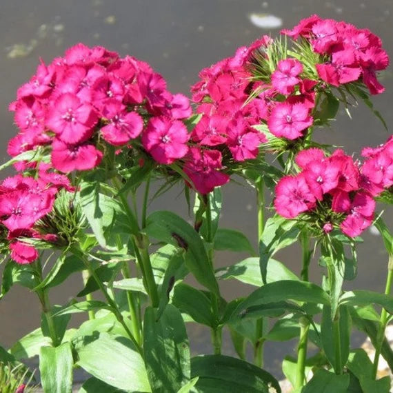 Heirloom Non-GMO Pink Dianthus Cardinal Flower Seeds for Garden Planting – Vibrant Fringed Blooms