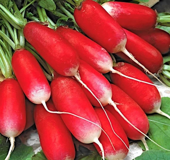 Radish Mila Raphanus sativus seeds for garden planting