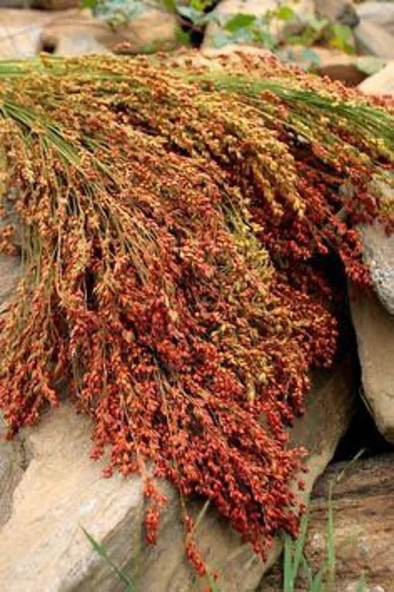 Natural Sweet –  Organic Corn Seed