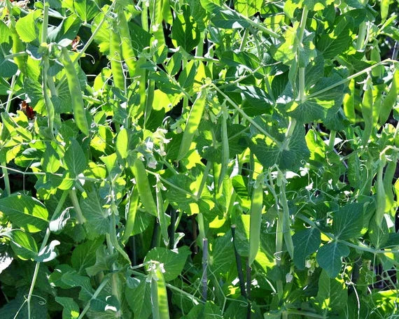 Maxigolt – Pea Seed