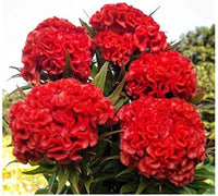 Chief Persimmon – Celosia Seed