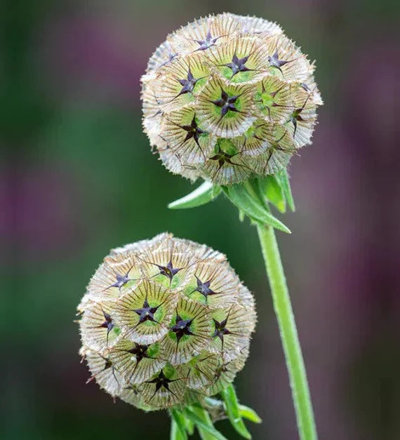 Pincushion Flower- Drumsticks