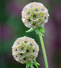 Pincushion Flower- Drumsticks