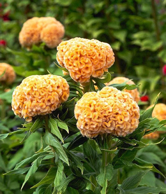 Chief Gold – Celosia Seed