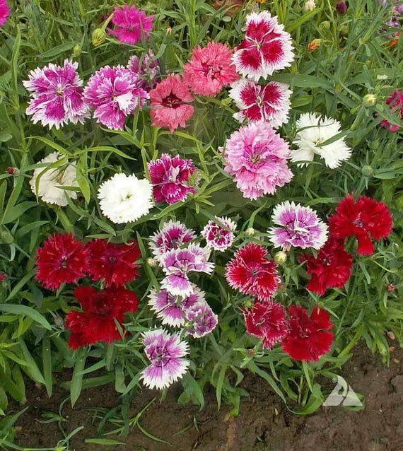 Mixed Dianthus Flower Seeds for Planting – Organic, Heirloom, Non-GMO Seeds