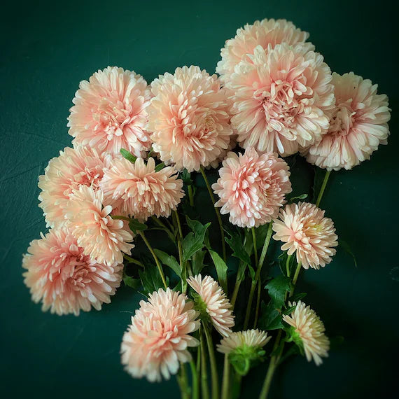 King Size Apricot – China Aster Seed