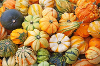 Ornamental Pumpkin Seeds Mix - Organic Vegetable Seeds for Planting